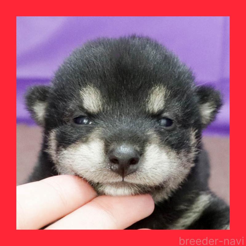 販売中の愛知県の柴犬-403383